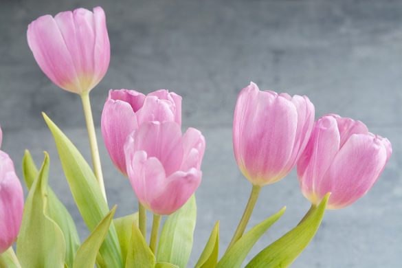 Optymalne wykorzystanie odżywki do kwiatów ciętych – klucz do długotrwałej świeżości
